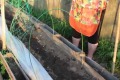 Как вырастить кукурузу на даче