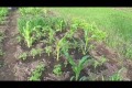 Кукуруза к каким растения относится