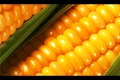 Кукуруза – культура высокой продуктивности