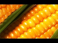 Кукуруза – культура высокой продуктивности