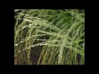 Растение пшеница