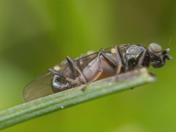 Личинки шведских мух питаются стеблями злаковых, принося ущерб урожаю