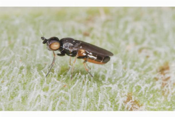 Шведская муха (Oscinella)