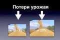 Защита злаковых от вредителей и болезней