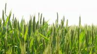 Зерновые культуры: пшеница, рожь, ячмень, овес