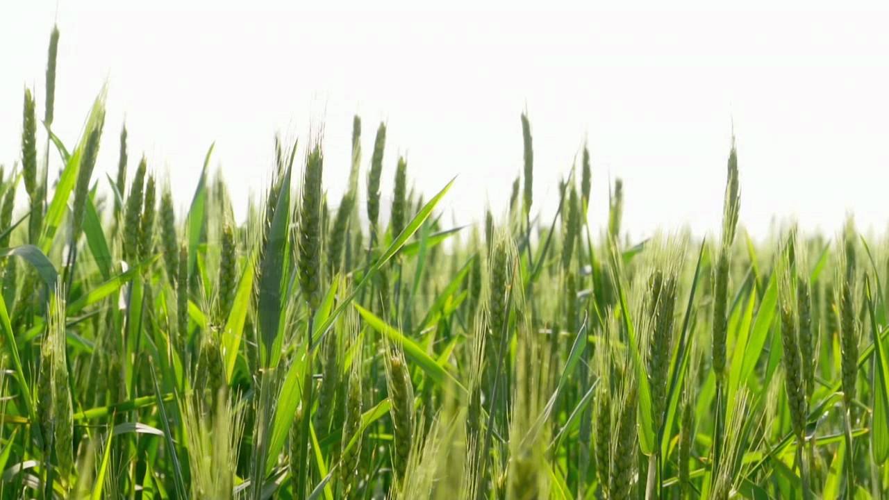 Как с ними связаться Как с ними связаться
