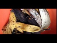 Банановая кожура как удобрение для комнатных