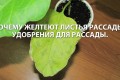 Чем подкормить рассаду помидор