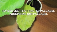 Чем подкормить рассаду помидор