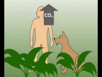 Подкормка растений углекислым газом