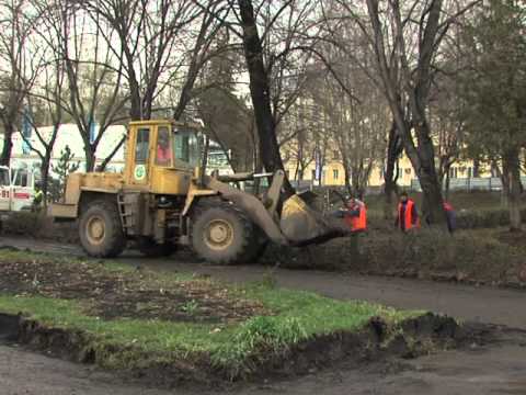 Санитарная обрезка деревьев