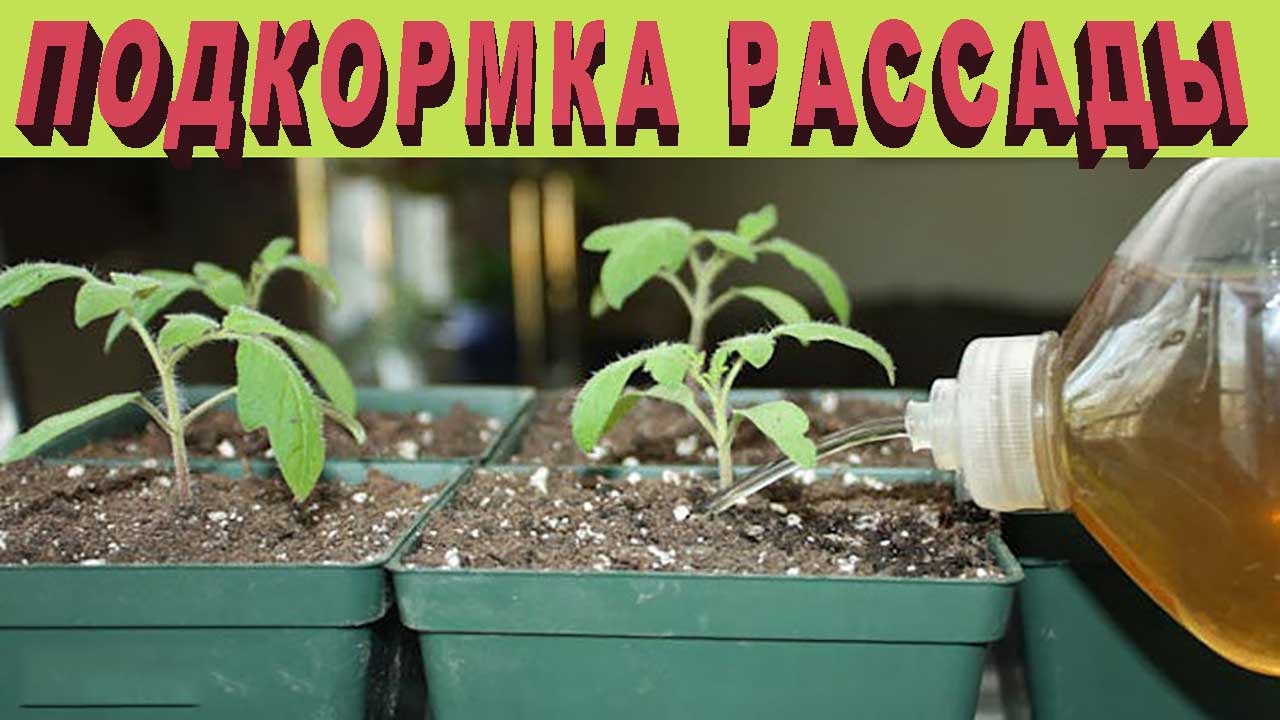 Чем подкормить перцы в домашних условиях