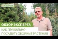 Вечнозеленое плодовое дерево