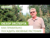 Вечнозеленое плодовое дерево