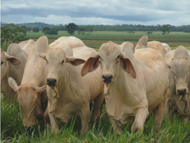 Бразилия обладает крупнейшим в мире поголовьем крупного рогатого скота