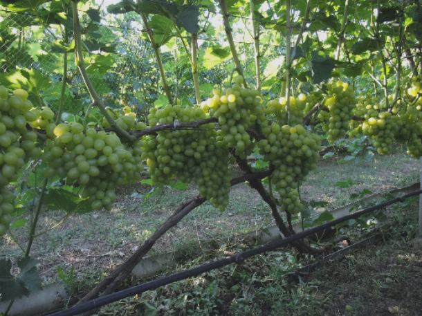 Для роста и урожайности виноградных кустов зола – незаменимый помощник