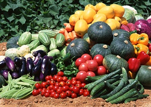 food-tomatoes-garden-vegetables-cucumbers-gourd-produce-flowering-plant-vegetable-squash-local-food-623676