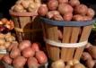 Новгородская область выращивает картофель по-новому