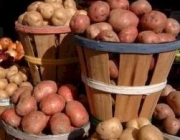 Новгородская область выращивает картофель по-новому