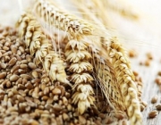 Как использовать излишек зерна в хозяйстве?