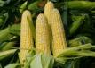Агротехника посева кукурузы