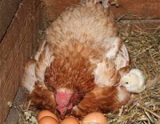 Как посадить курицу на высиживание яиц