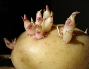 Посадка картофеля с помощью ростков