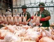 Производство и переработка мяса птицы
