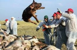 В Ярославской области запрещают свиноводство