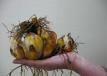 Купить луковицы лилий: крупнее, крепче, здоровее
