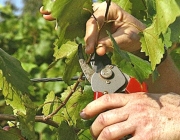 Весна – идеальное время для работы на виноградниках