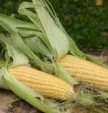 Как отметить 60-летний юбилей отечественной кукурузы?