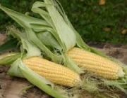 Как отметить 60-летний юбилей отечественной кукурузы?
