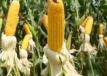 Посев кукурузы