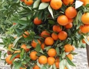 Рекордный урожай цитрусовых в Сирии