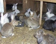 Разновидности и породы кроликов