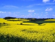 Германия: урожай рапса и пшеницы в 2013 году увеличится