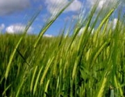 Агротехника выращивания яровой пшеницы
