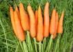 Как увеличить объем урожая моркови?